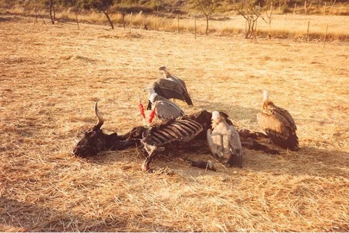 _legacy_2019_03_vaquilla19